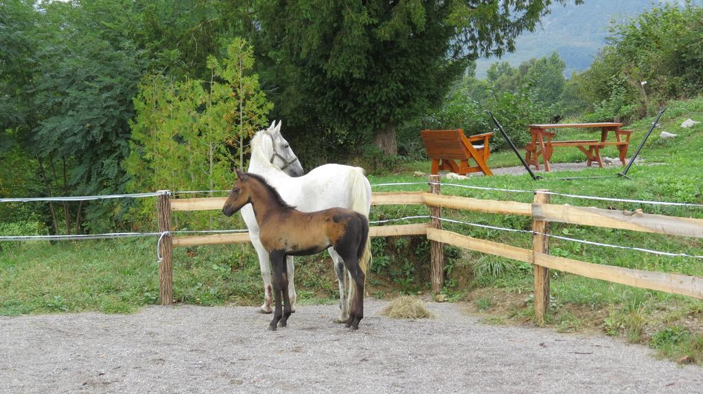Lipizzaner Lodge Guest House 포스토이나 외부 사진